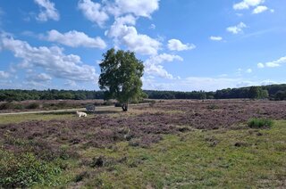 Eikbosserweg 256 HILVERSUM
