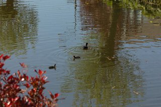 Zuidereinde 116 'S-GRAVELAND