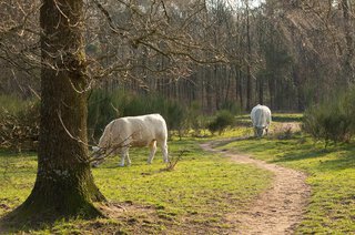 Admiraal de Ruyterlaan 61 HILVERSUM