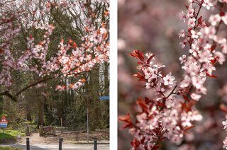 Dotterstraat 23 HILVERSUM