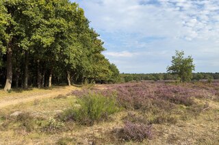 Bosdrift 210 HILVERSUM