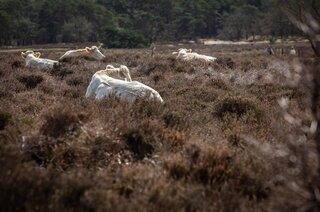 Dotterstraat 23 HILVERSUM