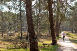 Van Wassenaerlaan 33 HILVERSUM