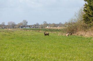 Willibrorduslaan 101 HILVERSUM